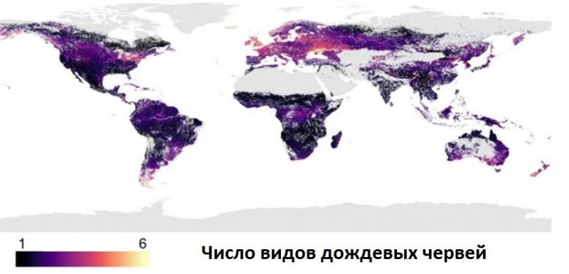 Ученые впервые составили карту биоразнообразия дождевых червей на планете 